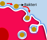 Akyuvarların bakteriyi fagositozla hücre içine alması